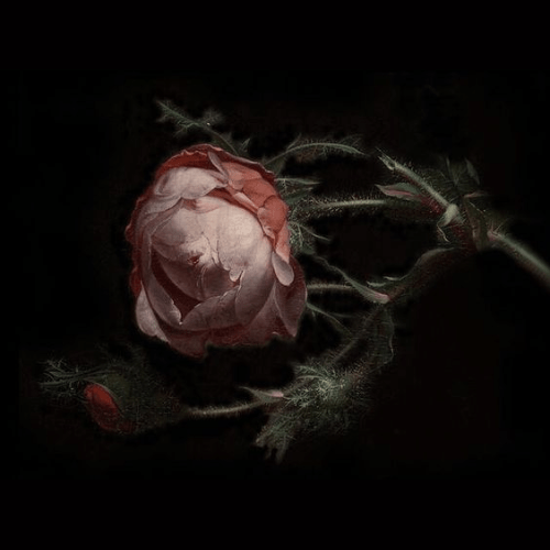 Book Recommendations